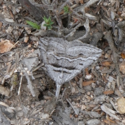 Dichromodes consignata (Signed Heath Moth) at Tuggeranong Hill - 10 Oct 2019 by Owen