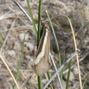 Philobota chrysopotama at Theodore, ACT - 10 Oct 2019