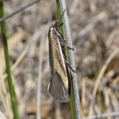 Philobota chrysopotama at Theodore, ACT - 10 Oct 2019