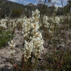 Stackhousia monogyna (Creamy Candles) at Tuggeranong Hill - 10 Oct 2019 by Owen
