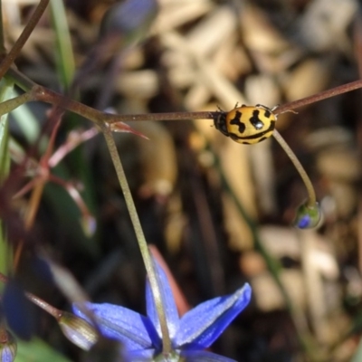 Coccinella transversalis (Transverse Ladybird) at City Renewal Authority Area - 9 Nov 2018 by JanetRussell