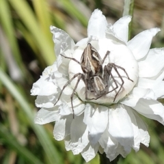 Oxyopes (genus) (Lynx spider) at Reid, ACT - 15 Nov 2018 by JanetRussell