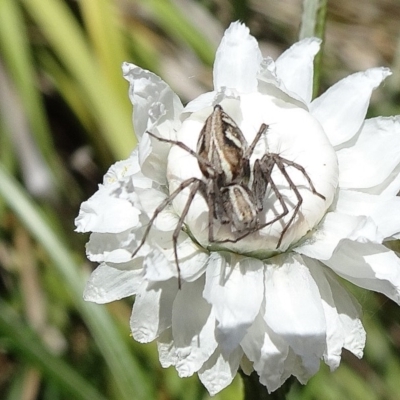 Oxyopes sp. (genus) (Lynx spider) at Reid, ACT - 15 Nov 2018 by JanetRussell