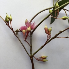 Eucalyptus sideroxylon (Mugga Ironbark) at Lake Burley Griffin West - 10 Oct 2019 by ruthkerruish