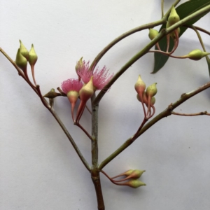 Eucalyptus sideroxylon at Lake Burley Griffin West - 10 Oct 2019