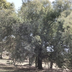 Eucalyptus sideroxylon at Lake Burley Griffin West - 10 Oct 2019