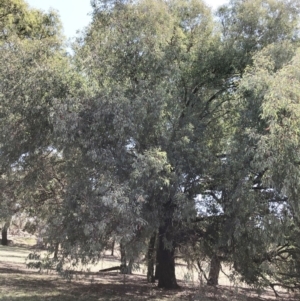 Eucalyptus sideroxylon at Yarralumla, ACT - 10 Oct 2019