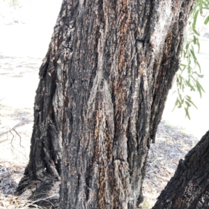 Eucalyptus sideroxylon at Yarralumla, ACT - 10 Oct 2019