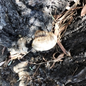 Phellinus sp. (non-resupinate) at Yarralumla, ACT - 10 Oct 2019 01:00 PM