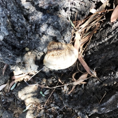 Phellinus sp. (non-resupinate) (A polypore) at Lake Burley Griffin West - 10 Oct 2019 by ruthkerruish