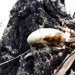 Phellinus sp. (non-resupinate) at Yarralumla, ACT - 10 Oct 2019 01:00 PM