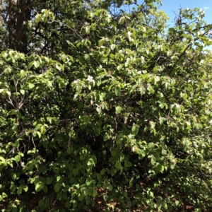 Cydonia oblonga at Yarralumla, ACT - 10 Oct 2019 12:00 AM