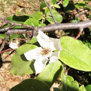 Cydonia oblonga at Yarralumla, ACT - 10 Oct 2019