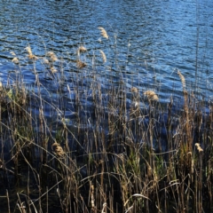 Phragmites australis (Common Reed) at Yarralumla, ACT - 10 Oct 2019 by ruthkerruish