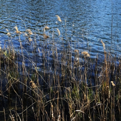 Phragmites australis (Common Reed) at Lake Burley Griffin West - 10 Oct 2019 by ruthkerruish