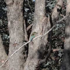 Todiramphus sanctus (Sacred Kingfisher) at Fyshwick, ACT - 7 Oct 2019 by Tim L