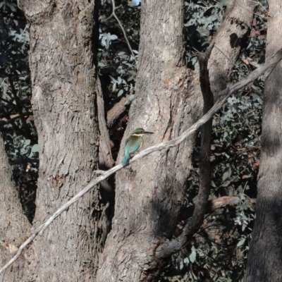 Todiramphus sanctus (Sacred Kingfisher) at Jerrabomberra Wetlands - 7 Oct 2019 by Tim L