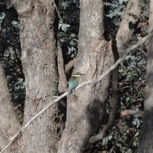 Todiramphus sanctus at Fyshwick, ACT - 8 Oct 2019 08:40 AM