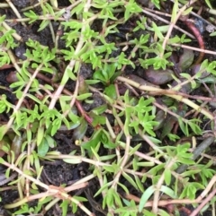 Crassula helmsii (Swamp Stonecrop) at Uriarra Recreation Reserve - 10 Oct 2019 by JaneR