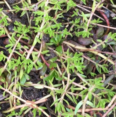 Crassula helmsii (Swamp Stonecrop) at Uriarra Recreation Reserve - 10 Oct 2019 by JaneR