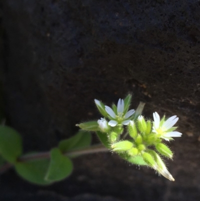 Cerastium glomeratum (Sticky Mouse-ear Chickweed) at Uriarra Recreation Reserve - 10 Oct 2019 by JaneR