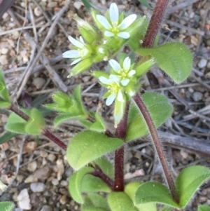 Cerastium glomeratum at Stromlo, ACT - 10 Oct 2019