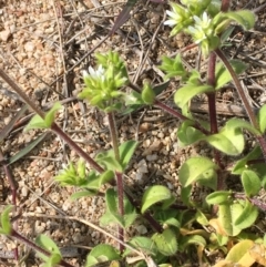 Cerastium glomeratum at Stromlo, ACT - 10 Oct 2019