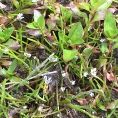 Limosella australis (Austral Mudwort) at Coree, ACT - 10 Oct 2019 by JaneR