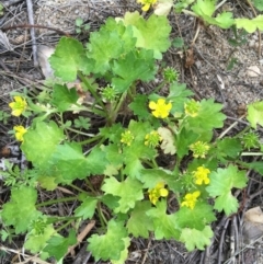 Ranunculus muricatus (Sharp Buttercup) at Coree, ACT - 10 Oct 2019 by JaneR