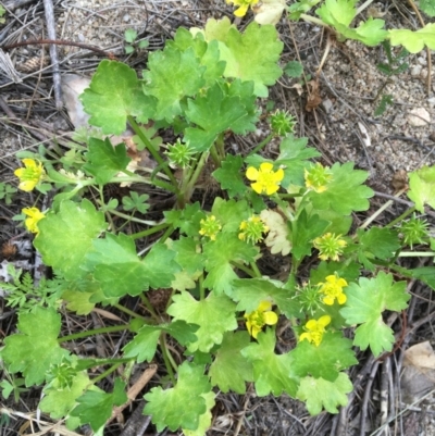 Ranunculus muricatus (Sharp Buttercup) at Uriarra Recreation Reserve - 10 Oct 2019 by JaneR