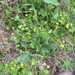 Ranunculus muricatus at Coree, ACT - 10 Oct 2019