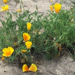 Eschscholzia californica (California Poppy) at Coree, ACT - 10 Oct 2019 by JaneR