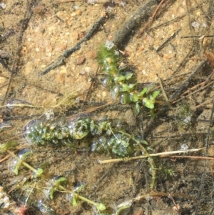 Elodea canadensis at Stromlo, ACT - 10 Oct 2019 03:18 PM