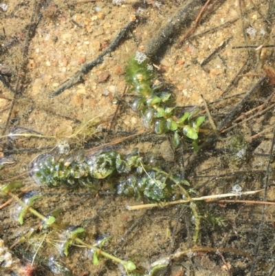 Elodea canadensis (Canadian Pondweed) at Stromlo, ACT - 10 Oct 2019 by JaneR