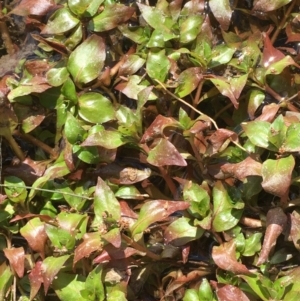 Ludwigia palustris at Stromlo, ACT - 10 Oct 2019 03:19 PM