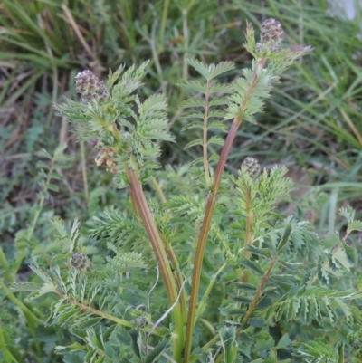 Sanguisorba minor (Salad Burnet, Sheep's Burnet) at Monash, ACT - 2 Oct 2019 by michaelb