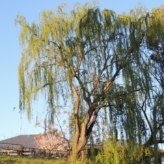 Salix babylonica (Weeping Willow) at Monash, ACT - 2 Oct 2019 by MichaelBedingfield