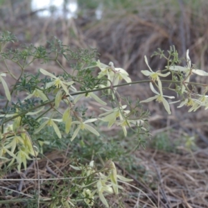 Clematis leptophylla at Monash, ACT - 2 Oct 2019 07:40 PM