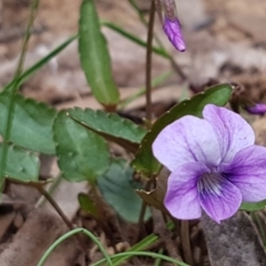 Viola betonicifolia (Mountain Violet) at Cotter River, ACT - 6 Oct 2019 by tpreston