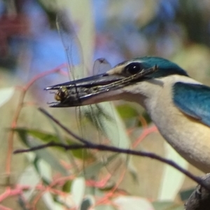 Todiramphus sanctus at Red Hill, ACT - 10 Oct 2019 07:55 AM