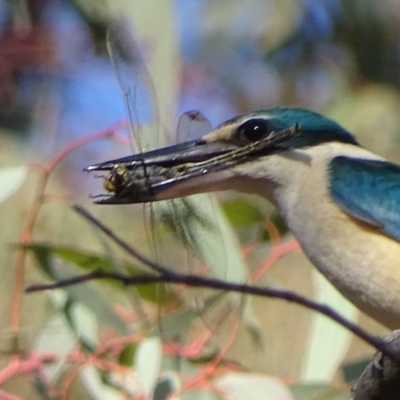 Todiramphus sanctus (Sacred Kingfisher) at Red Hill Nature Reserve - 9 Oct 2019 by roymcd