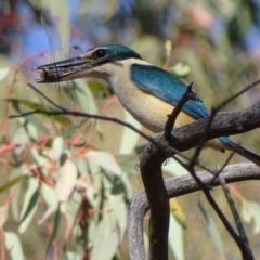 Todiramphus sanctus at Red Hill, ACT - 10 Oct 2019 07:55 AM