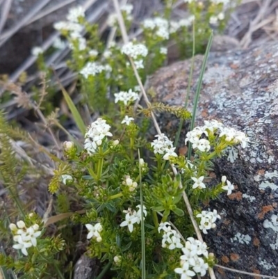 Asperula conferta (Common Woodruff) at Dunlop, ACT - 29 Sep 2019 by tpreston