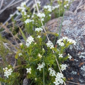 Asperula conferta at Dunlop, ACT - 29 Sep 2019