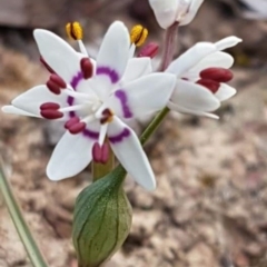 Wurmbea dioica subsp. dioica (Early Nancy) at Amaroo, ACT - 9 Sep 2019 by tpreston