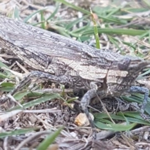 Coryphistes ruricola at Paddys River, ACT - 15 Apr 2019 02:00 PM