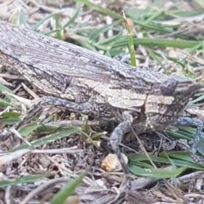 Coryphistes ruricola (Bark-mimicking Grasshopper) at Birrigai - 15 Apr 2019 by trevorpreston