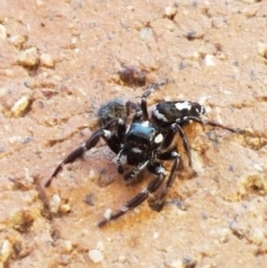 Sandalodes scopifer at Paddys River, ACT - 26 Apr 2019 01:00 PM