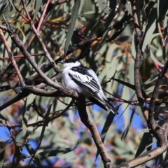 Lalage tricolor (White-winged Triller) at Googong, NSW - 12 Oct 2019 by Wandiyali