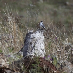 Lalage tricolor at Googong, NSW - 13 Oct 2019